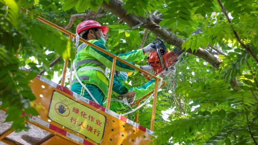 景洪绿化苗木基地在哪个城市